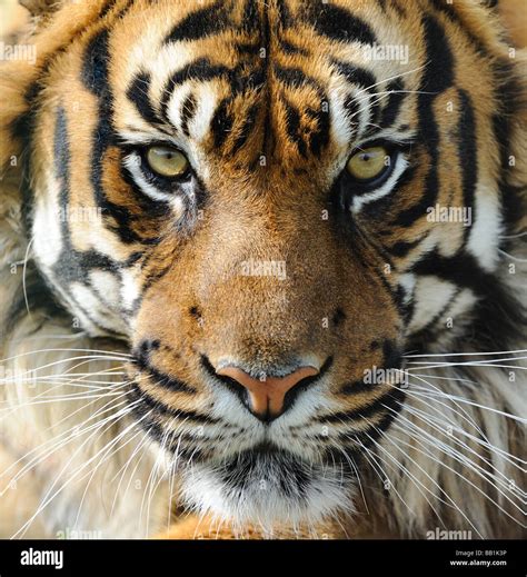 Tiger Face Stock Photo - Alamy