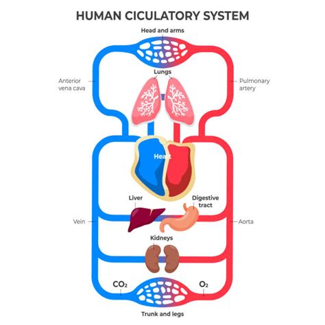 3,700+ Blood Flow Diagram Stock Photos, Pictures & Royalty-Free Images ...