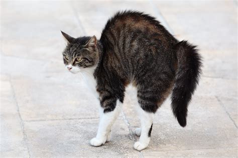 Secrets Your Cat’s Tail Is Trying to Tell You | Reader's Digest Canada