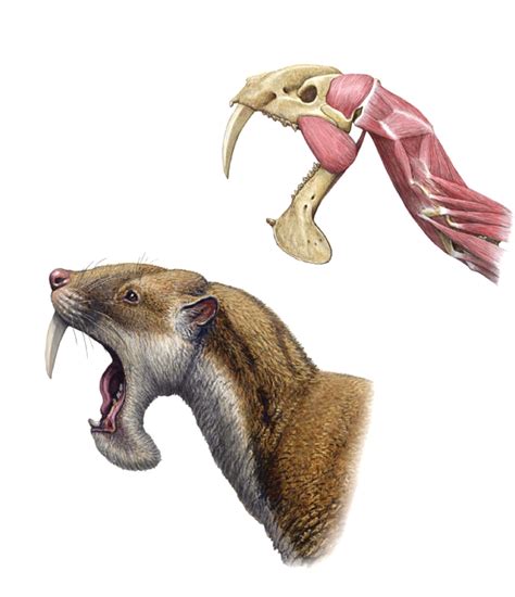 Canines and jaw structure of Thylacosmilus, an extinct saber-toothed marsupial that inhabited ...