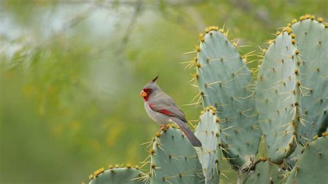 Backyard Bird – Bing Wallpaper Download