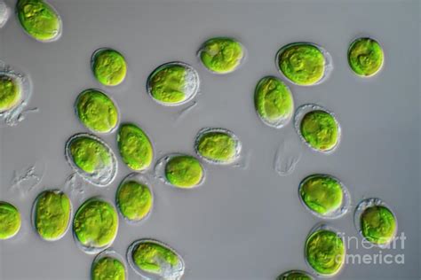 Tetraselmis Green Algae Photograph by Frank Fox/science Photo Library - Fine Art America