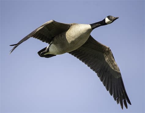 Canadian Goose Kanadensiska Gäss - Gratis foto på Pixabay - Pixabay