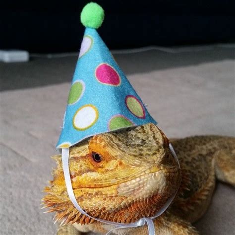 happy birthday lizard | Cute lizard, Cute reptiles, Bearded dragon clothes