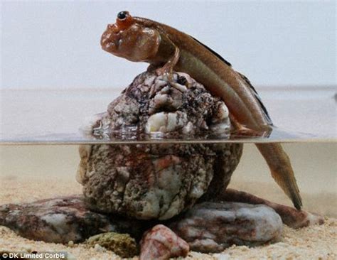 Mudskipper fish takes a gulp of water to swallow food on land | Daily ...