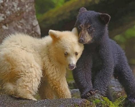 Kermode Bear And Black Bear Cubs – Paint By Number - Num Paint Kit