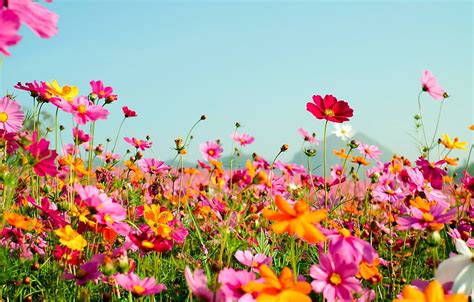 1366x768px, 720P Free download | field, summer, flowers, colorful ...