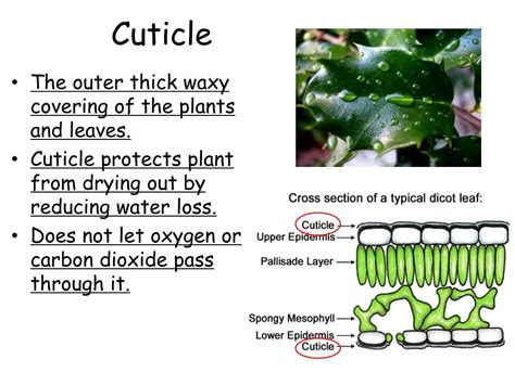 PPT - Photosynthesis and leaf structure PowerPoint Presentation, free ...