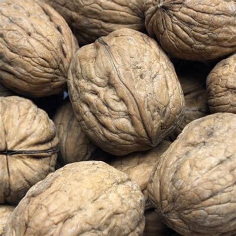 Walnuts | In Shell | Raw | California | Sold per LB | Year Round