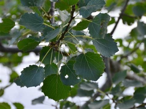 How to identify Aspen - nativetreesfromseed.com