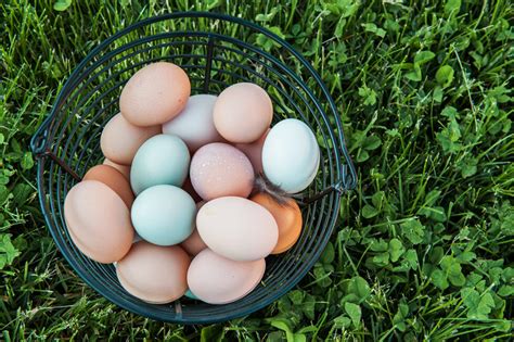 How to Preserve Eggs with These 4 Methods - McMurray Hatchery Blog