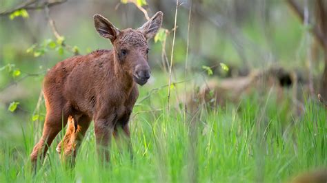 Alaska man helps baby moose over guardrail during traffic jam | Fox News