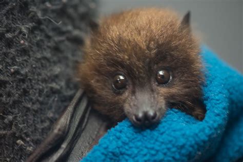 Three endangered bat babies born at Oregon Zoo - KTVZ