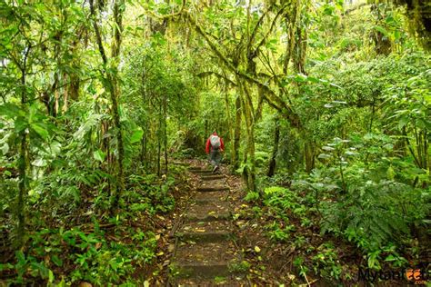 Santa Elena Cloud Forest Reserve: The Cloud Forest Guide