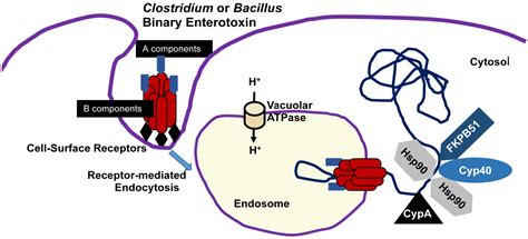 C Diff Enterotoxin - Resume Themplate Ideas