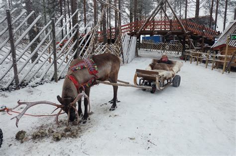 Reindeer and Husky Safari in Lapland Finland – YellowTravelingBoots