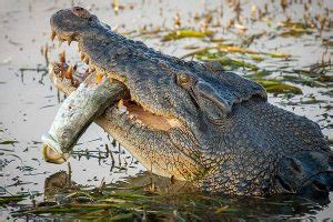 Quick Facts About Saltwater Crocodiles