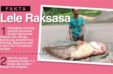 Ini Dia Nelayan Yang Tangkap Ikan Lele Raksasa