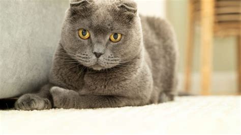 30 Rare Cat Breeds You Didn’t Know Exist