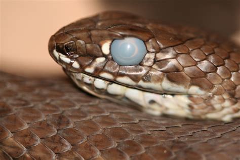 Snake shedding skin - Pet Advice Articles - Vital Pet Club