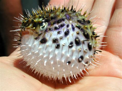 Spiny Pufferfish - Diodon holocanthus image - Free stock photo - Public Domain photo - CC0 Images