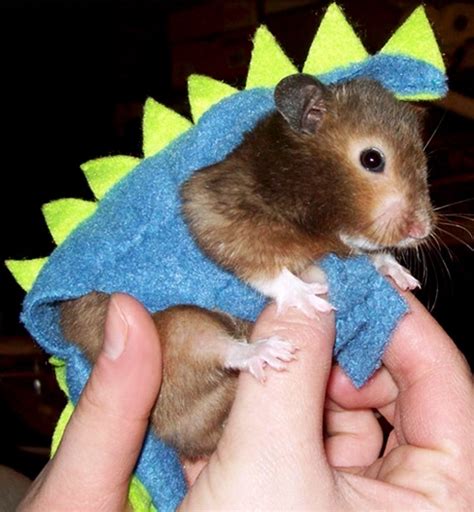 25 best images about RAT COSTUMES on Pinterest | People dress, Festivals and Pet halloween costumes