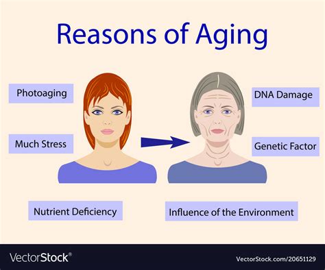 Causes of aging with two Royalty Free Vector Image