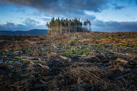 Ecocide can be the law that Earth needs to begin recovering.