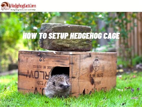 How To Setup Hedgehog Cage - Hedgehog facts, care and FAQs icon