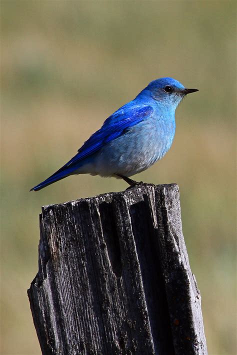 Mountain Bluebird - Idaho State Bird | The Mountain Bluebird… | Flickr