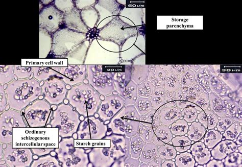 cross section of petiole of leaf appear it the vascular bundles in the... | Download Scientific ...