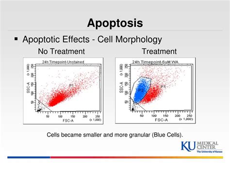 PPT - Measuring Apoptosis using Flow Cytometry PowerPoint Presentation - ID:1841505