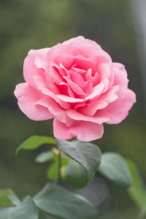 Pink Rose · Free Stock Photo