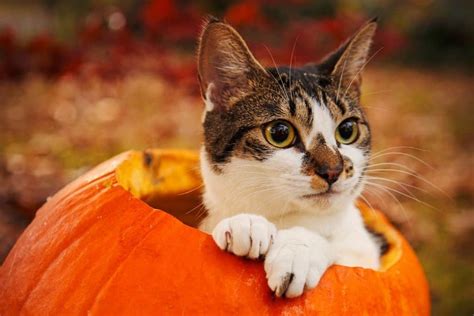 Can Cats Eat Pumpkin? (+ Pumpkin Cat Food Recipes) - The Fluffy Kitty