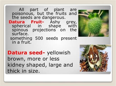 Datura or deliriant poisoning by Mr.Sunil Ahirwar (Forensic Expert)