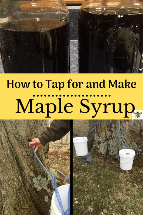 How to Tap Maple Trees and Make Syrup | Tapping maple trees, Maple syrup taps, Maple tree