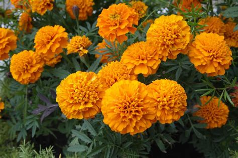 The Best Marigold Varieties to Grow at Home - Petal Republic