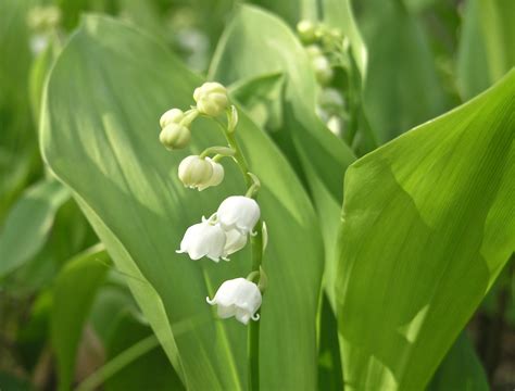 Lilies of the Valley - Watching for WildflowersWatching for Wildflowers