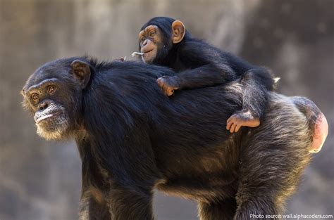 Interesting facts about chimpanzees | Just Fun Facts