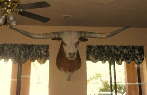 Texas Longhorn Shoulder / Head Mount - taxidermy | HornsCurious ...