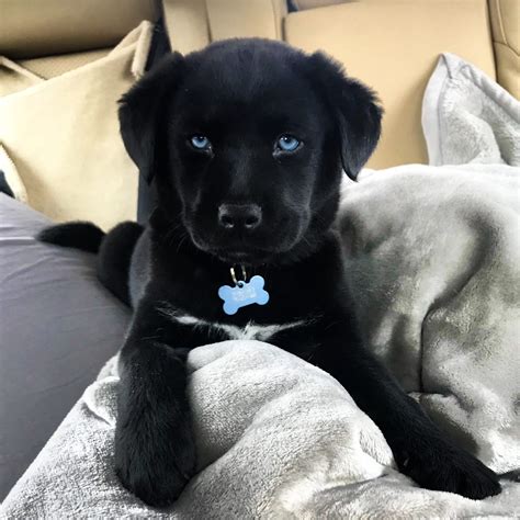 Black Lab Husky Mix : rarepuppers