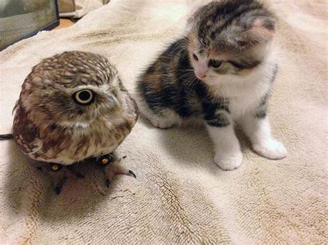 CatsAndOwlsPerDay.com ~ Cat and Owl Friends ~ DogPerDay ~ Cute puppy pictures, dog photos, cute ...