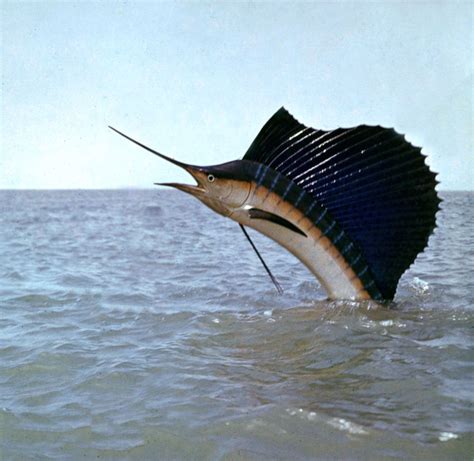 Top 105+ Wallpaper Is A Swordfish The Same As A Marlin Updated