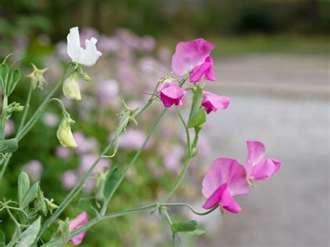 Growing Sweet Peas: Caring For Sweet Pea Flowers