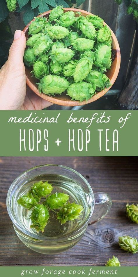 Hop Tea | Recipe | Coconut health benefits