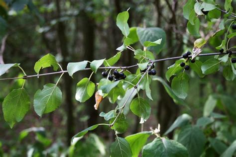 common buckthorn (EwA Guide to the Invasive Species of the Fells (US) ) · iNaturalist