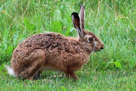 Animal Folklore: Chasing Hares Through Stories, Myth, and Legend - # ...