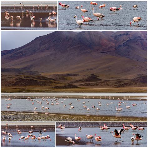 Bolivia 4 – Flamingos, Trains and Night Sky – MindStorm Photography ...