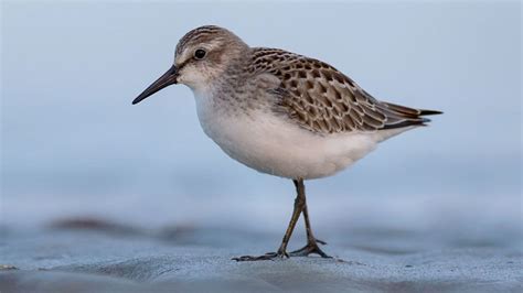 Losing Ground: What’s Behind the Worldwide Decline of Shorebirds? | Living Bird | All About Birds