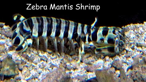 Zebra mantis shrimp - YouTube